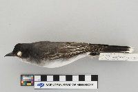Tyrannus tyrannus image