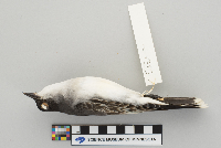 Tyrannus tyrannus image