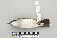 Tyrannus tyrannus image