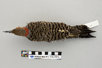 Thumbnail image of current specimen