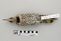 Thumbnail image of current specimen