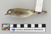 Empidonax minimus image