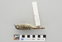 Empidonax minimus image