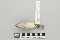 Empidonax minimus image
