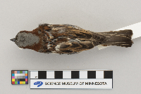 Passer domesticus image