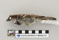 Passer domesticus image