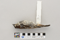 Passer domesticus image