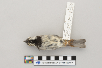 Passer domesticus image