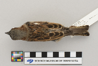 Passer domesticus image