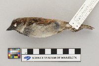 Passer domesticus image