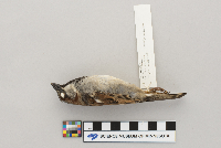 Passer domesticus image