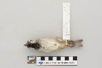 Passer domesticus image
