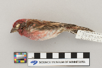 Carpodacus purpureus image