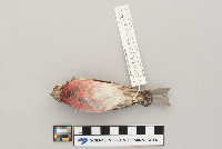 Carpodacus purpureus image