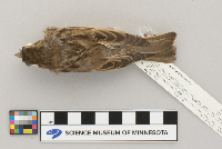 Passer domesticus image