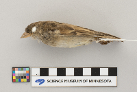Passer domesticus image