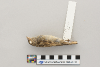 Passer domesticus image