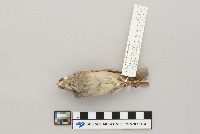Passer domesticus image