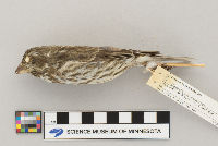 Carpodacus purpureus image