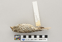 Carpodacus purpureus image