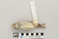 Carpodacus purpureus image