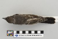 Tyrannus tyrannus image