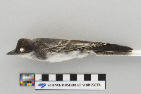 Tyrannus tyrannus image