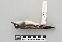 Tyrannus tyrannus image