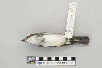Tyrannus tyrannus image
