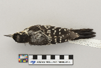 Picoides villosus image