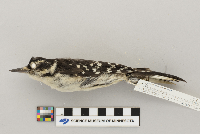 Picoides villosus image