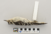 Picoides villosus image