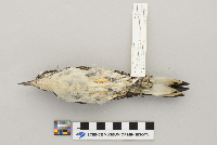 Picoides villosus image