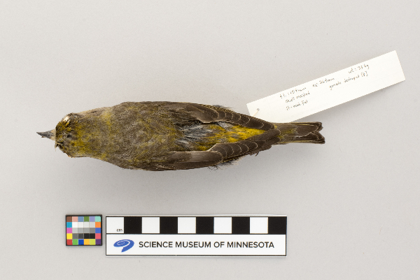 Carduelinae image