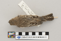 Carpodacus mexicanus image