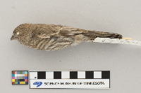 Carpodacus mexicanus image