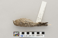 Carpodacus mexicanus image