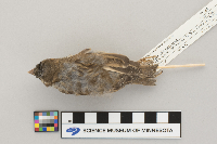 Passer domesticus image