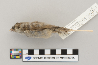 Passer domesticus image