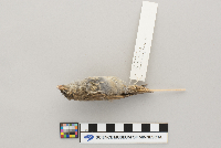 Passer domesticus image