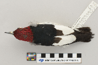 Melanerpes erythrocephalus image