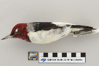 Melanerpes erythrocephalus image