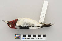 Melanerpes erythrocephalus image