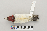 Melanerpes erythrocephalus image