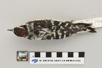 Picoides pubescens image