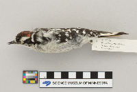 Picoides pubescens image