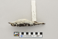 Picoides pubescens image