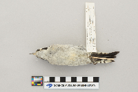 Picoides pubescens image