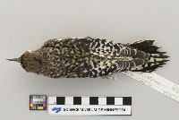 Sphyrapicus varius image