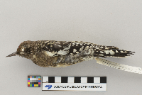 Sphyrapicus varius image